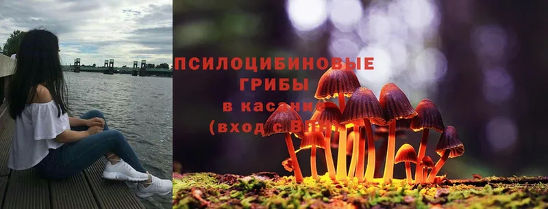 Псилоцибиновые грибы Cubensis  кракен ссылки  Баймак 